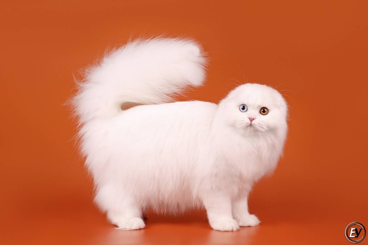 Манчкин длинношерстный вислоухий