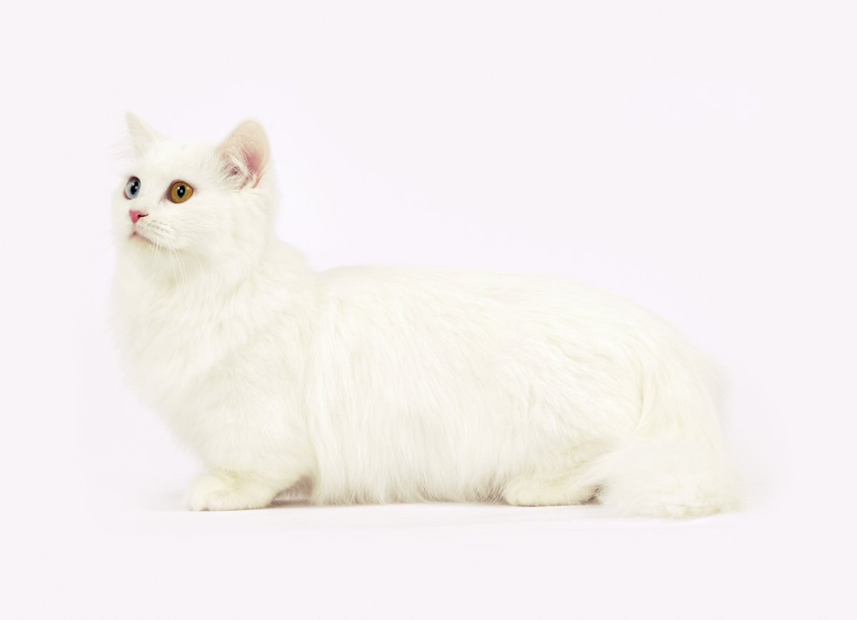 Турецкая ангора Манчкин