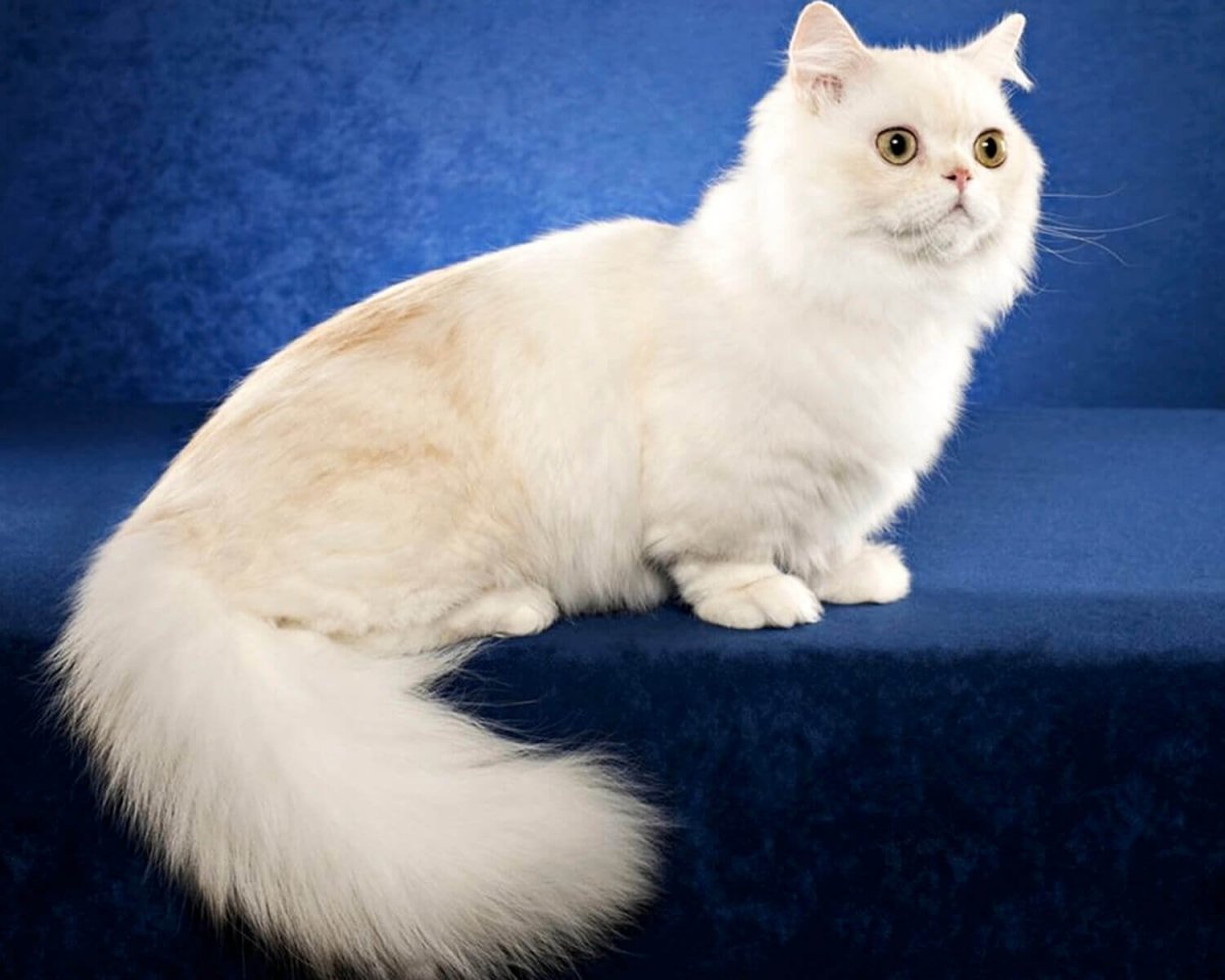 Манчкин кот белый