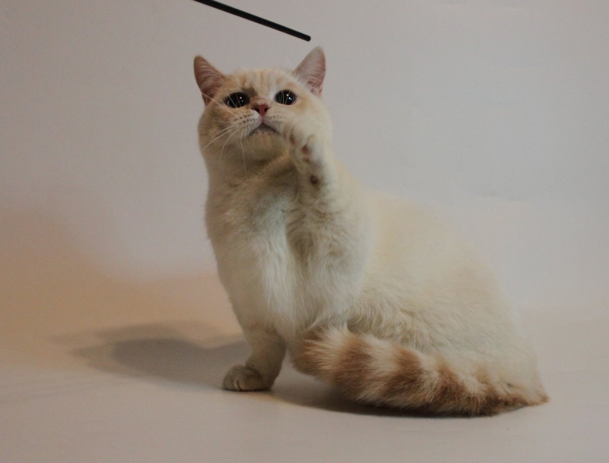 Коротколапые кошки порода Манчкин