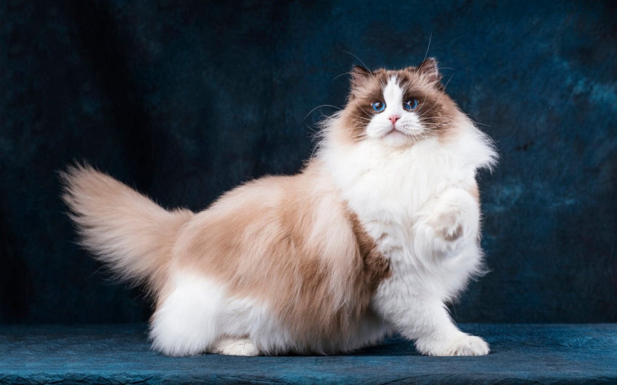 Манчкин порода