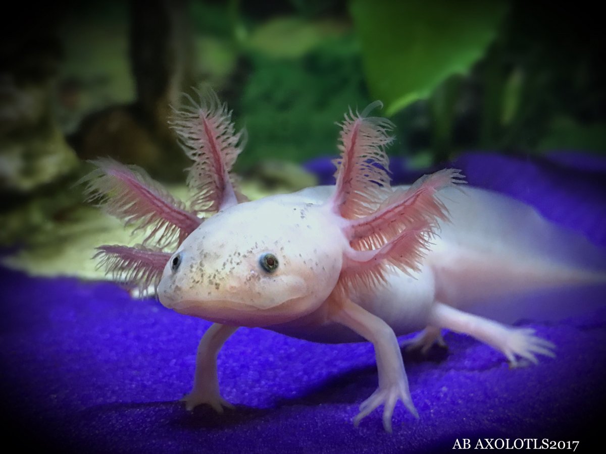 Аксолотль майнкрафт 1 17 арт