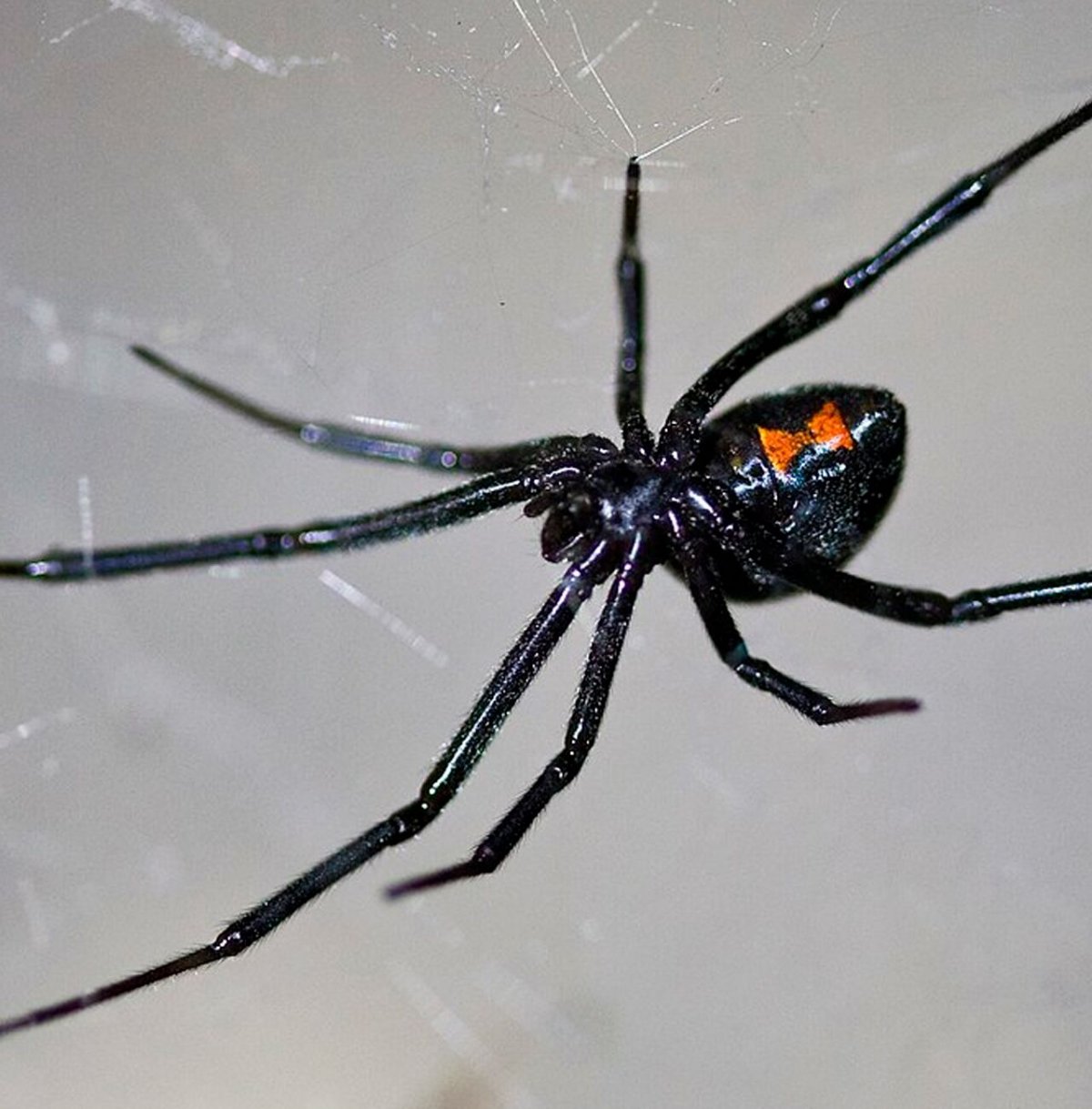 Ядовитый паук черная вдова