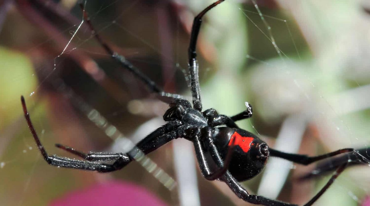 Паук Каракурт молодой