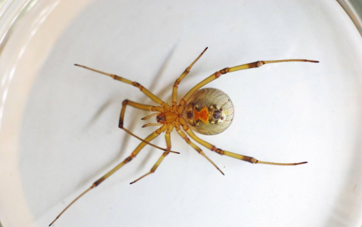 Паук Аргиопа Брюнниха