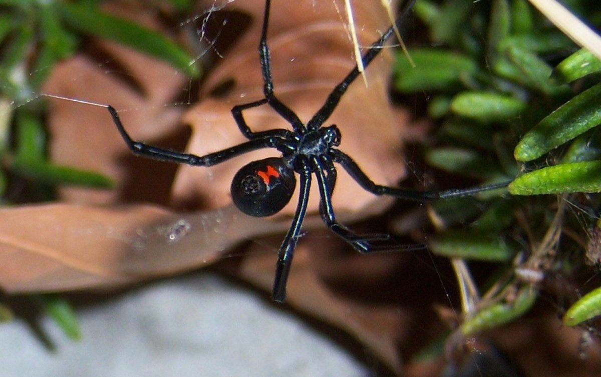 Каракурт хелицеры