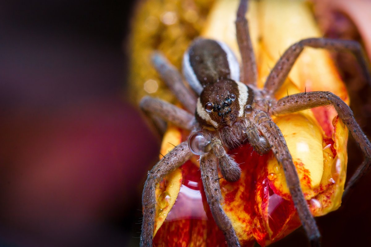 Пауки Тайланда