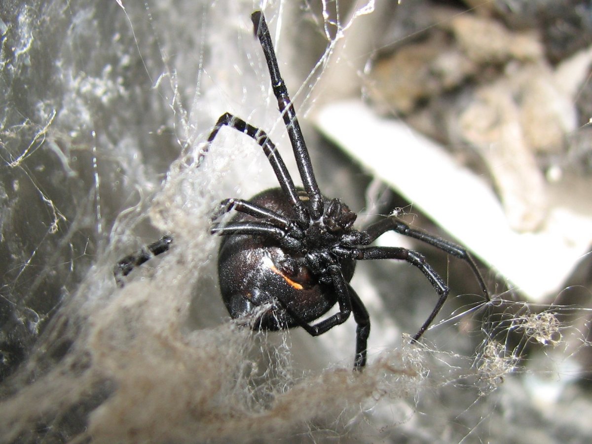 Паук черная вдова маленький