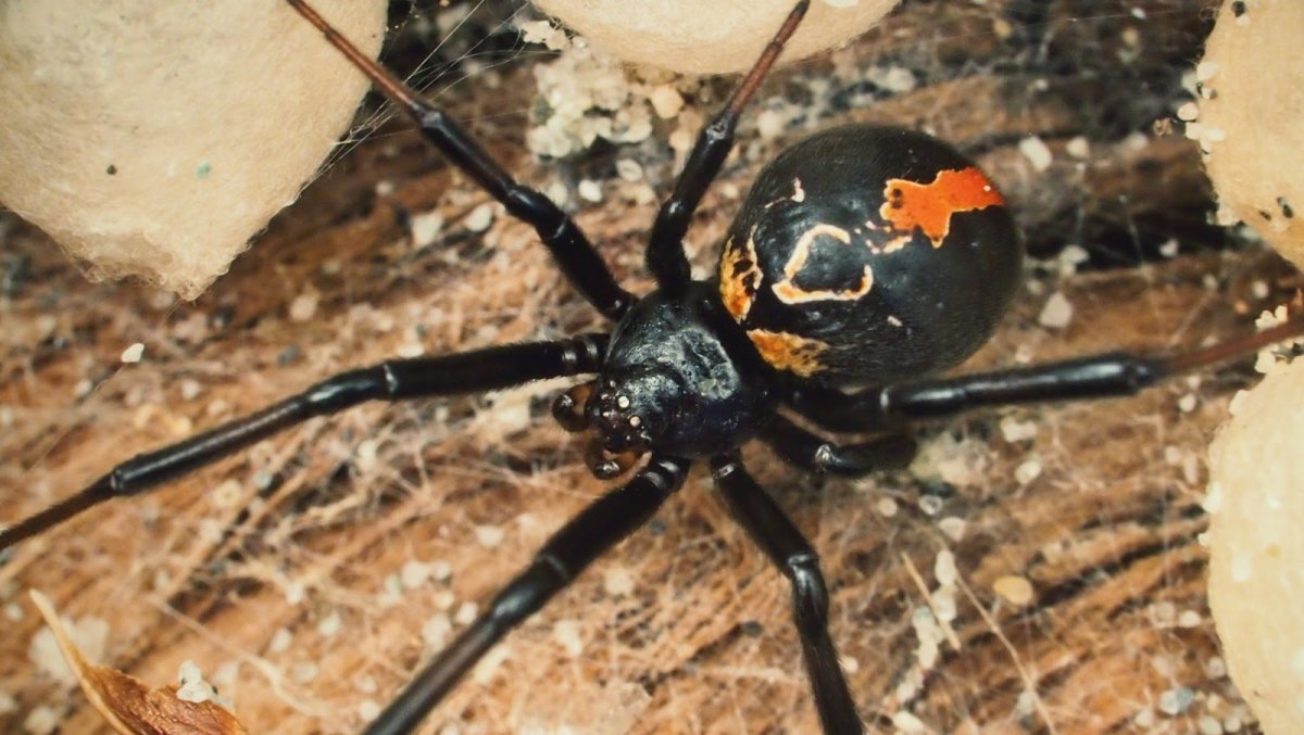 Мексиканский красноволосый паук-птицеед