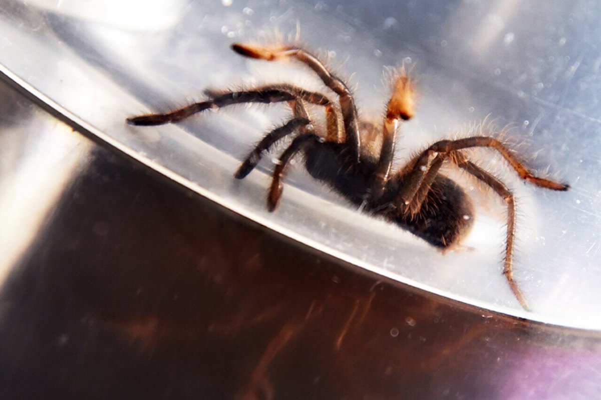 Каракурт паук