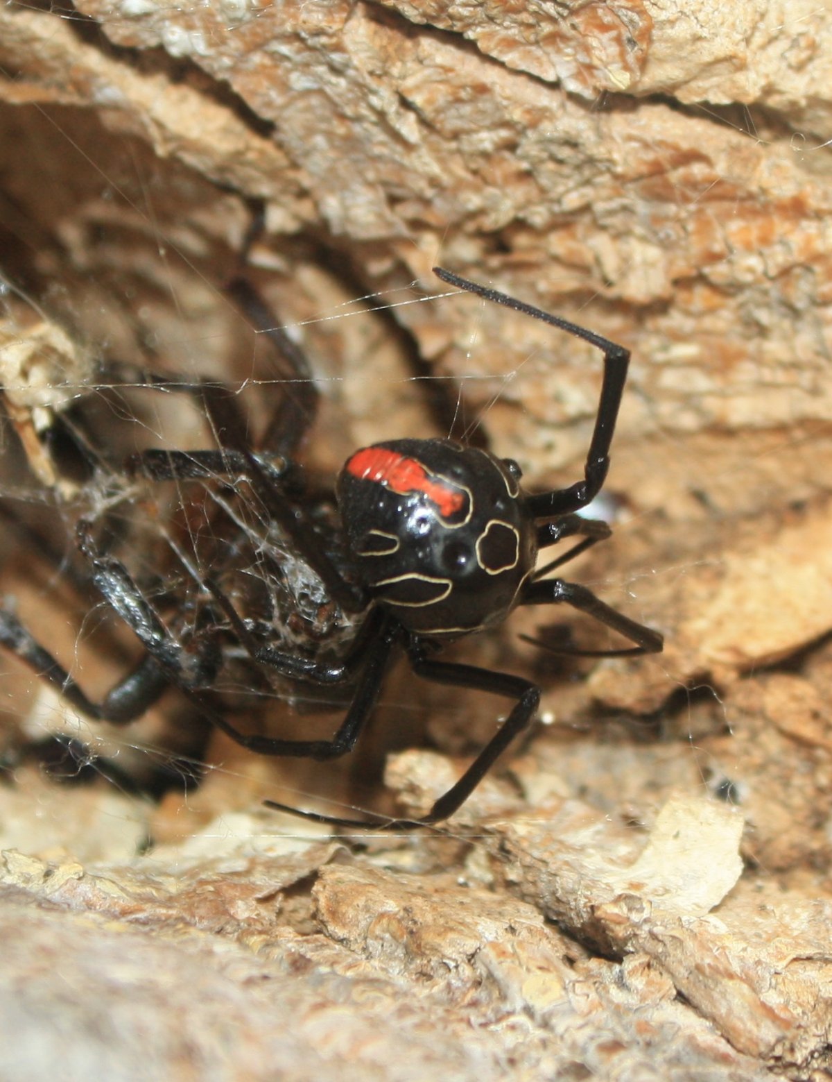 Паук Аргиопа паутина