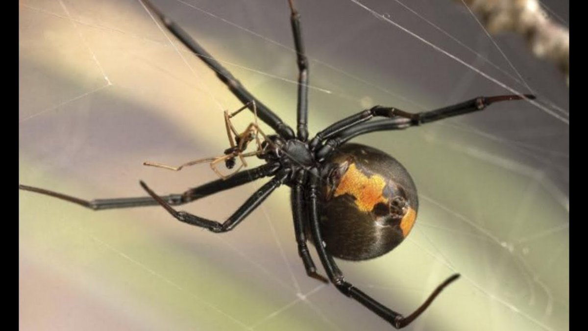 Паук Каракурт желтый