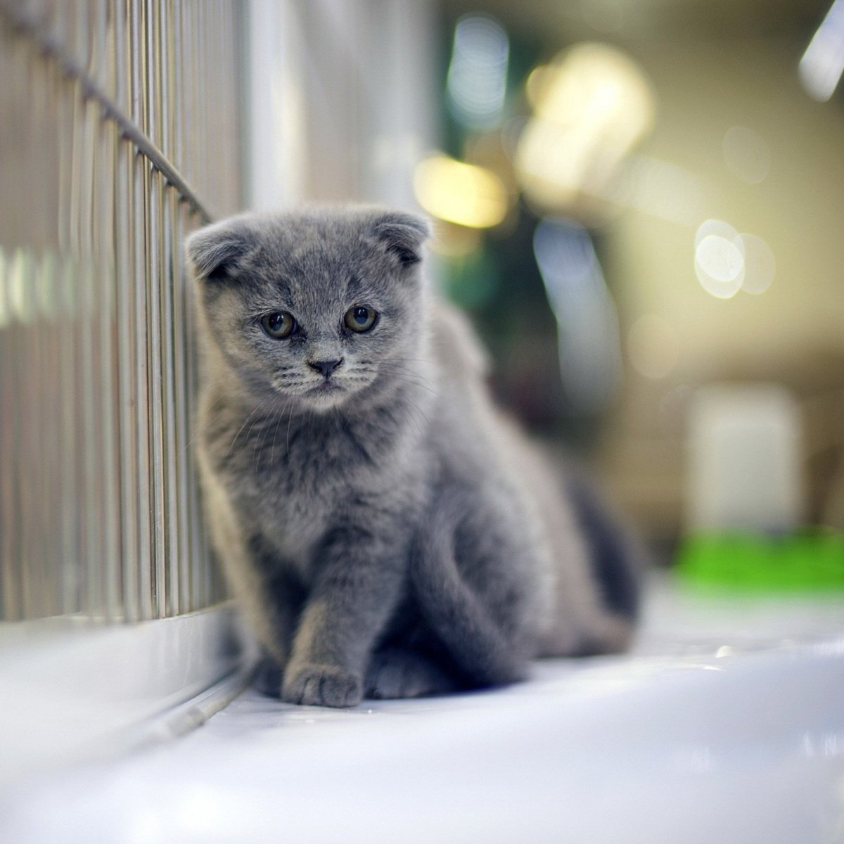 Британский вислоухий котенок серый