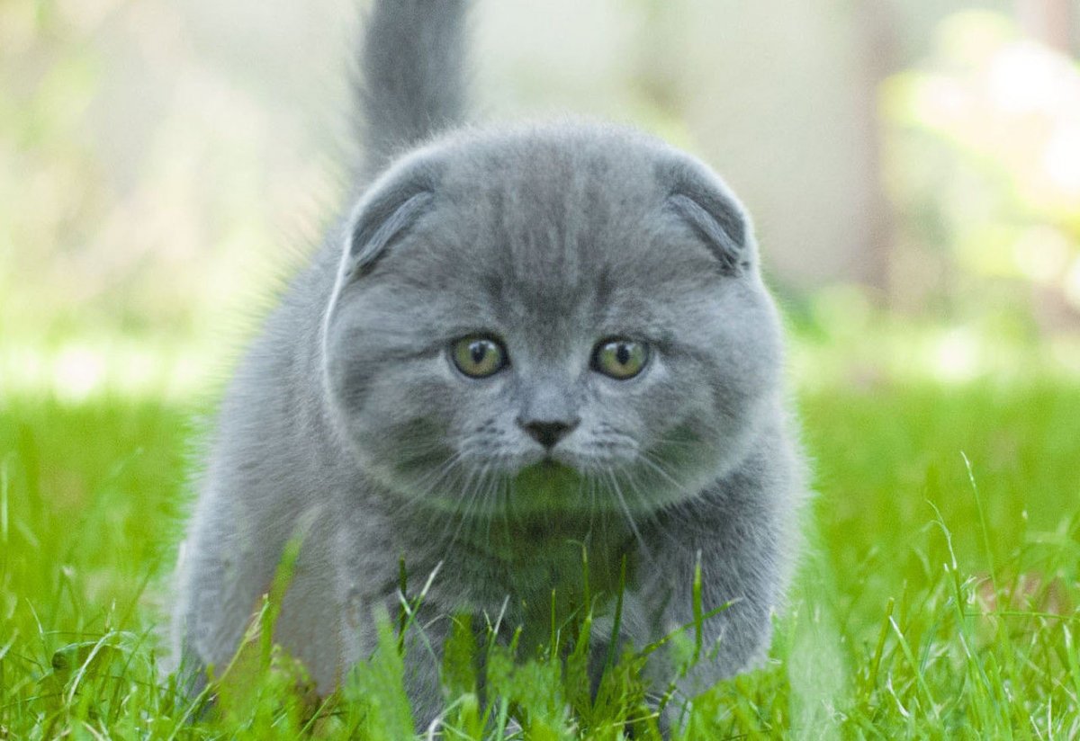 Скоттиш фолд