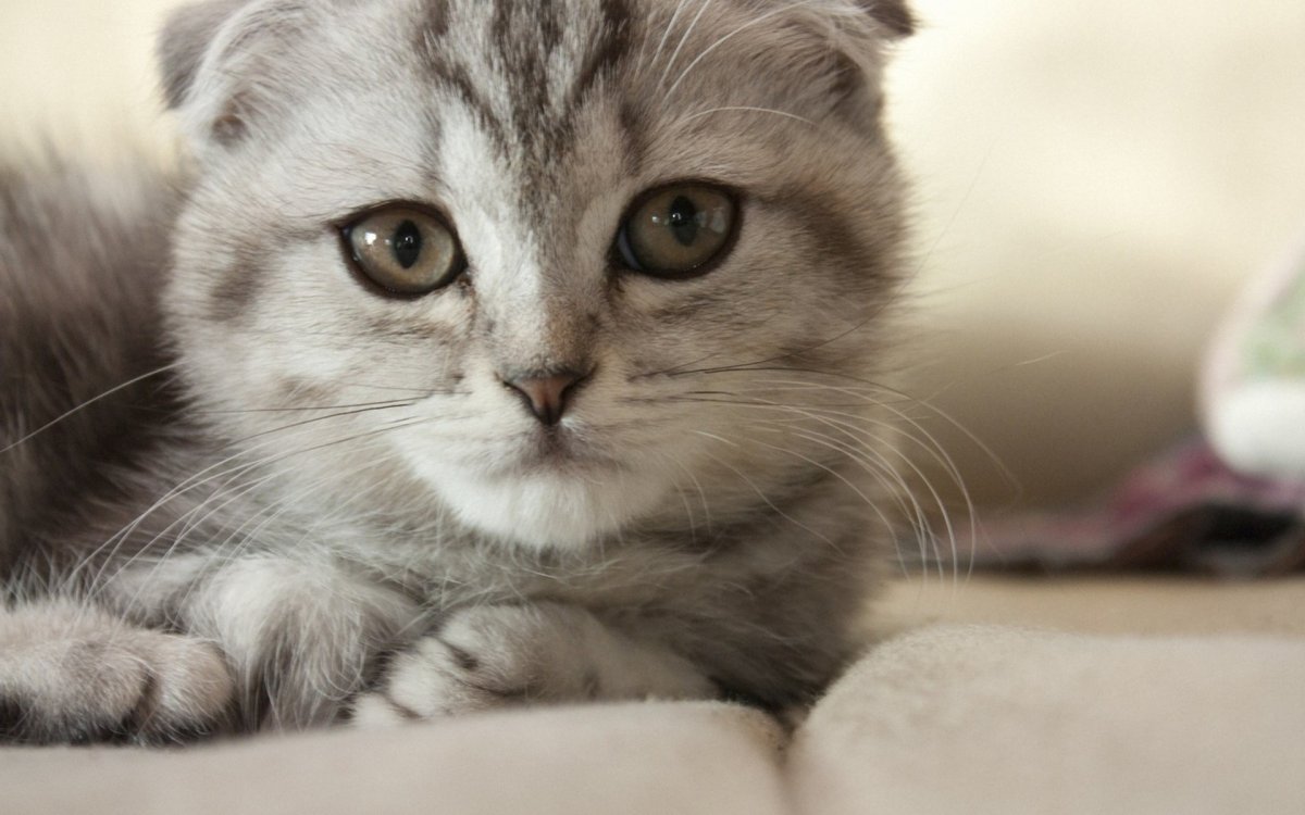 Милые котята Шотландские вислоухие