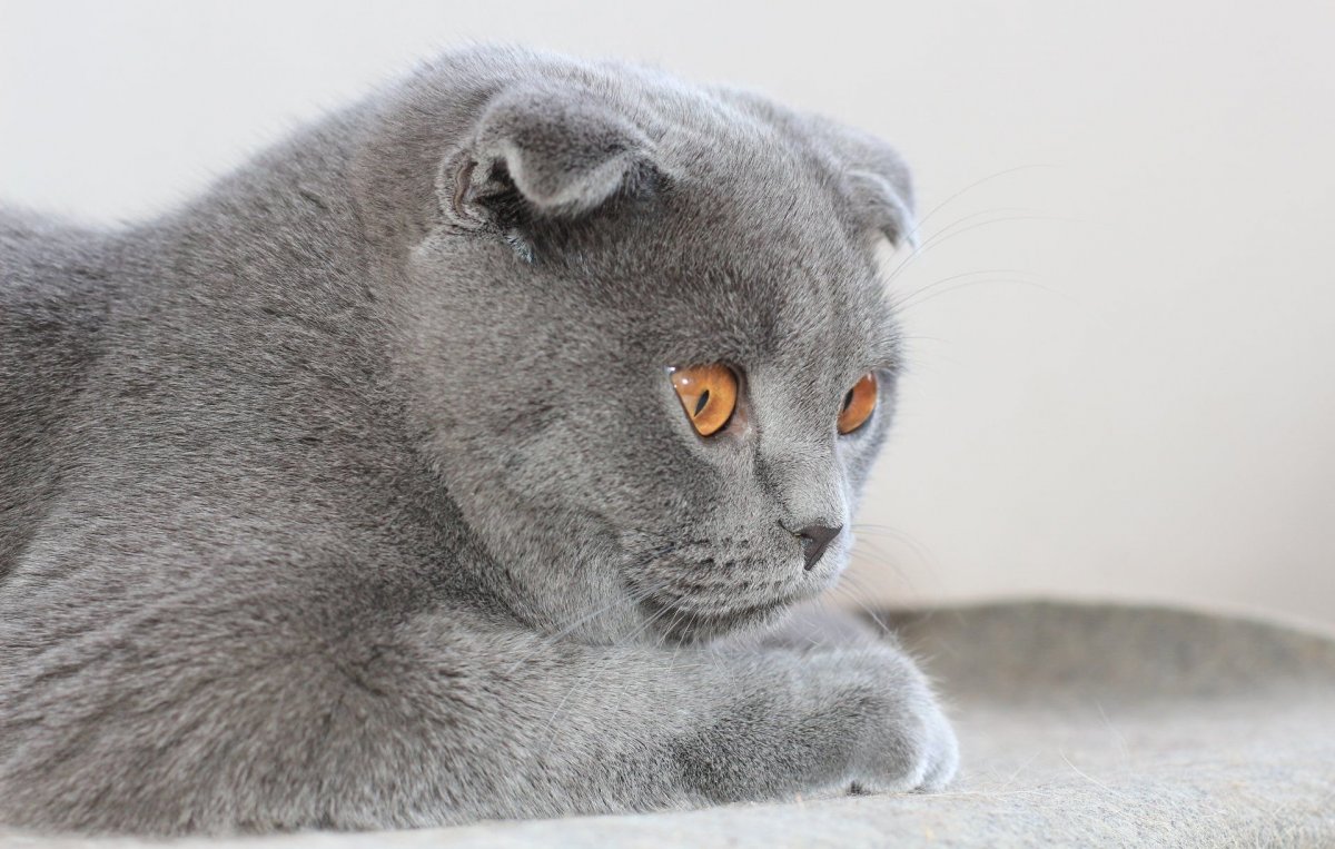 Скоттиш фолд полукровка