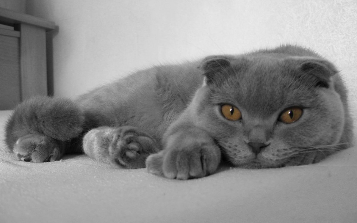 Шотландская вислоухая скоттиш фолд голубоглазый