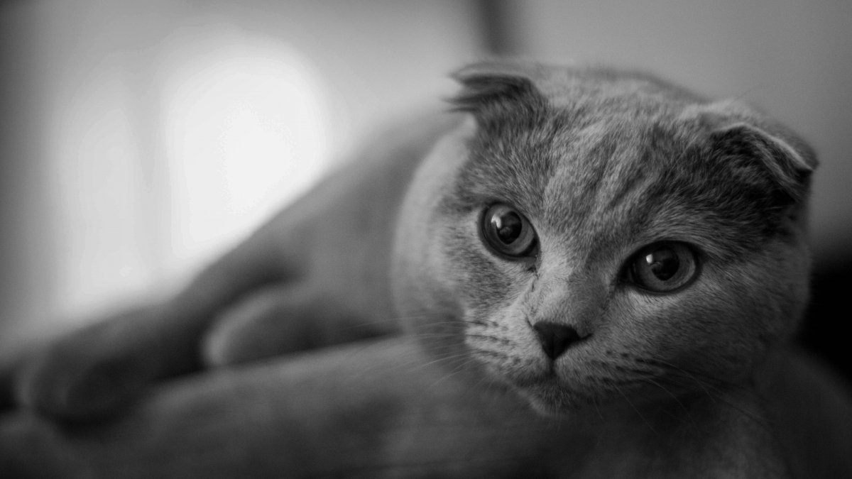 Шотландская вислоухая кошка