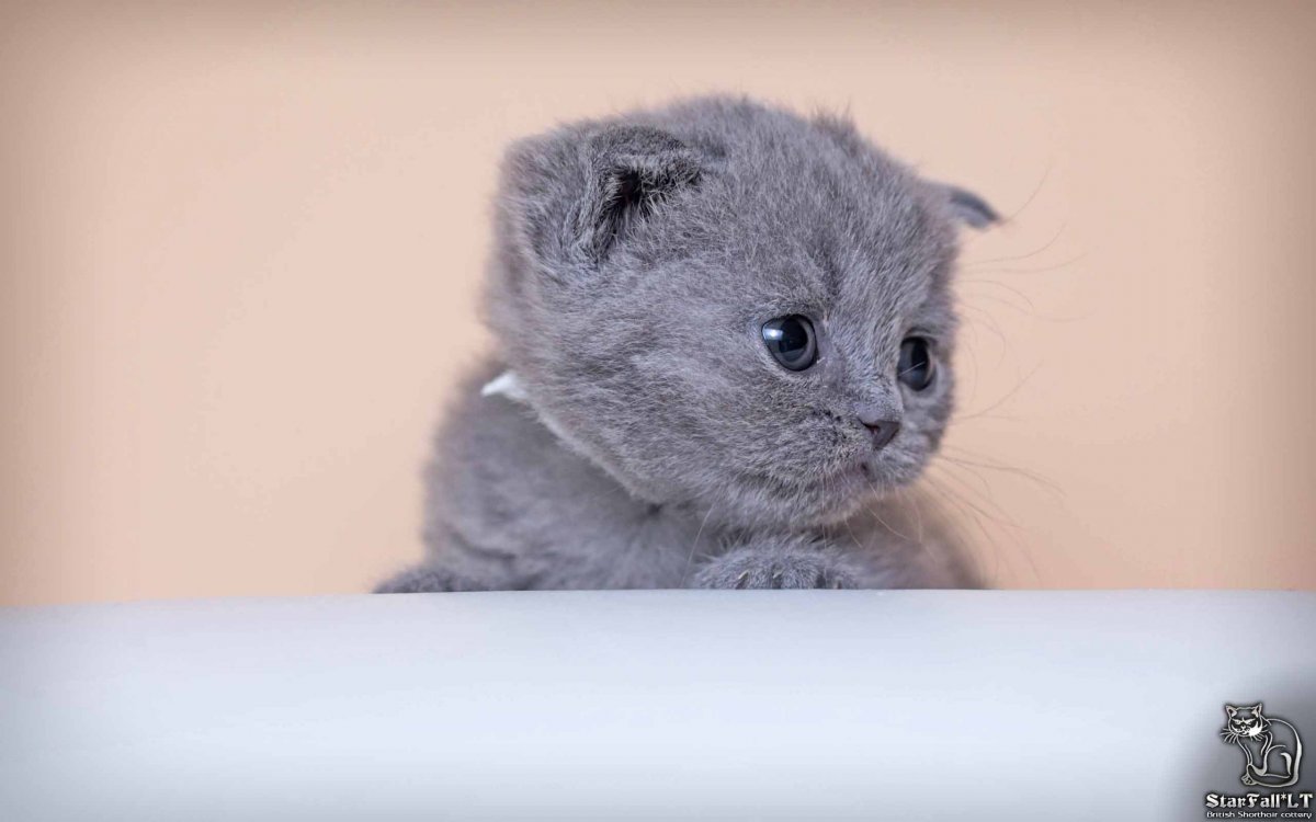Шотландская вислоухая кошка маленькая