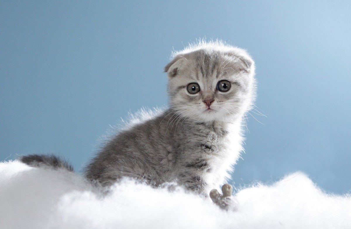 Шотландская вислоухая кошка