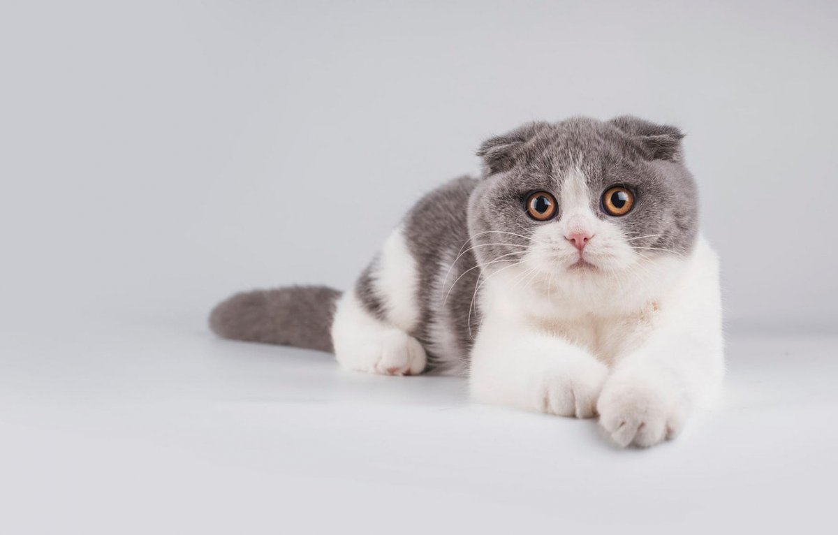 Скоттиш фолд