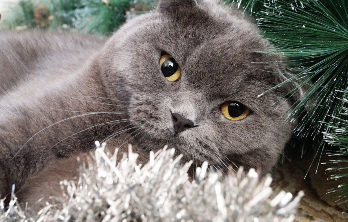 Вислоухий кот