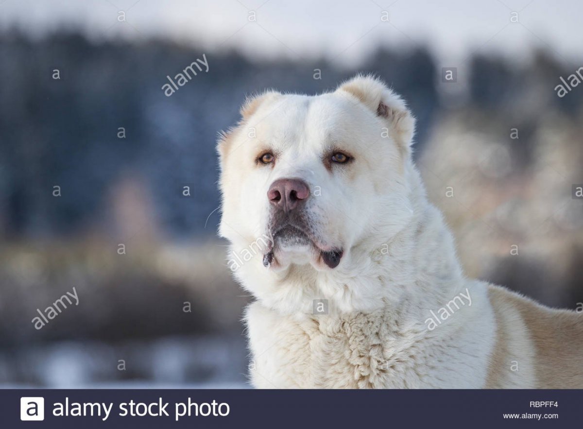 Среднеазиатская овчарка алабай