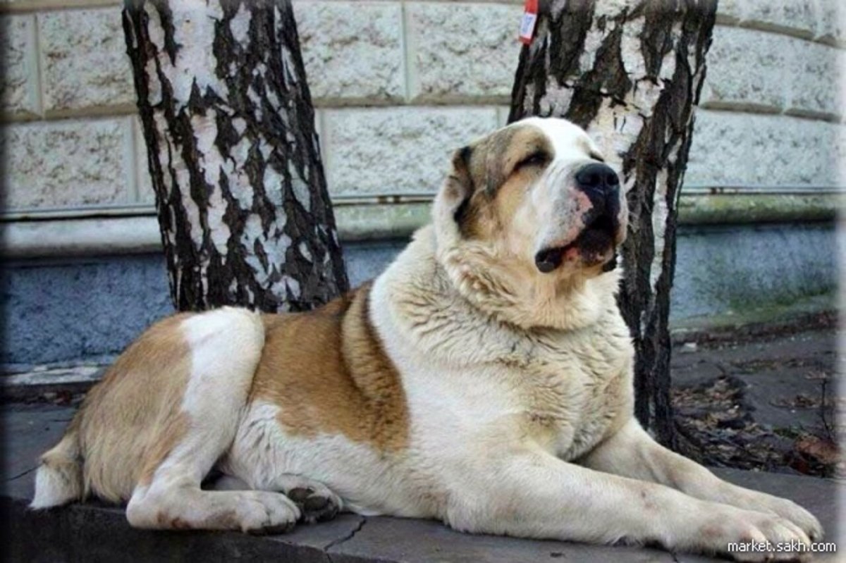 Казахский тобет