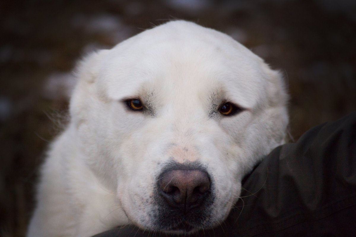 Среднеазиатская овчарка алабай злая
