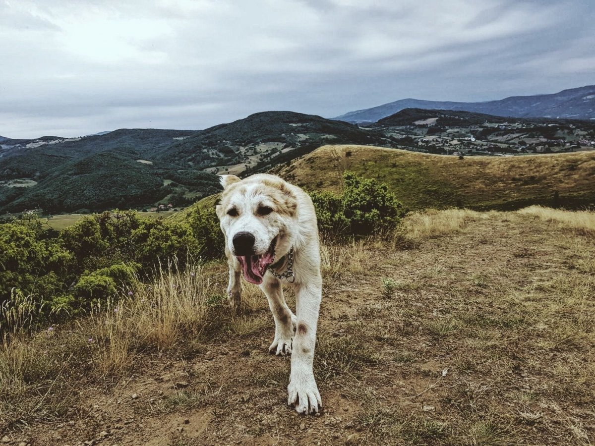Среднеазиатская овчарка алабай злая