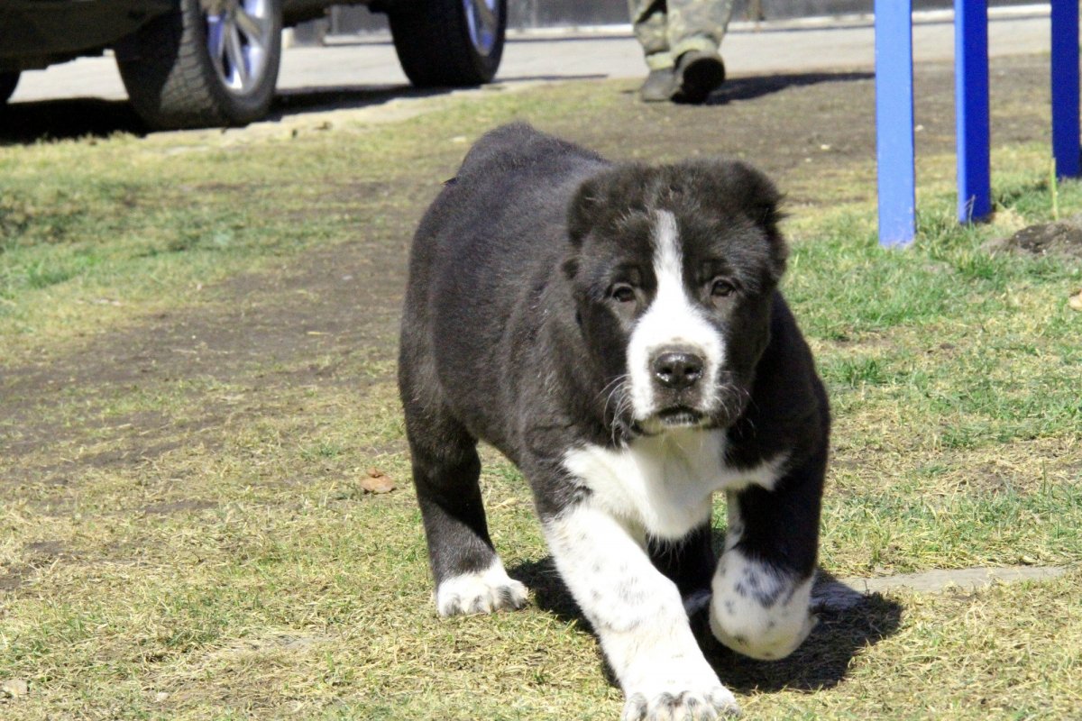 Среднеазиатская овчарка