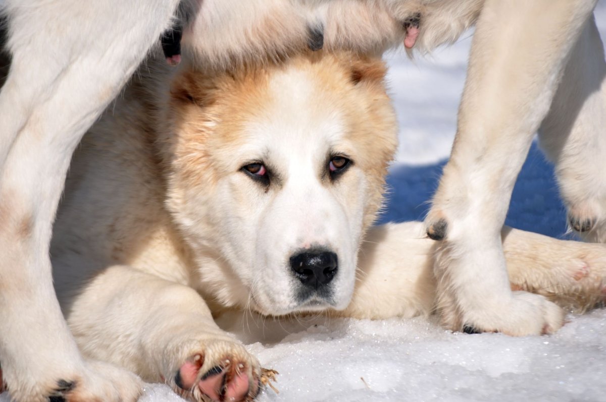 Среднеазиатская овчарка алабай злая