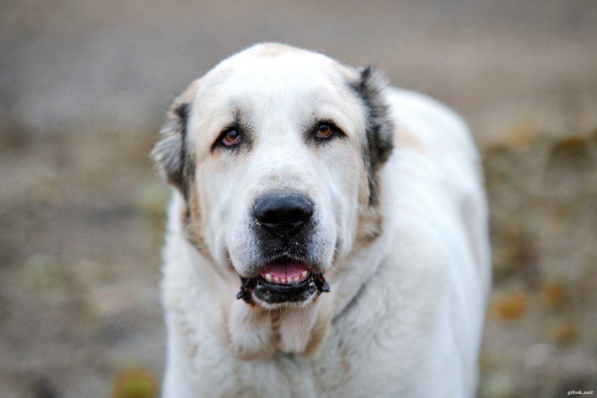 Собака Среднеазиатская овчарка алабай