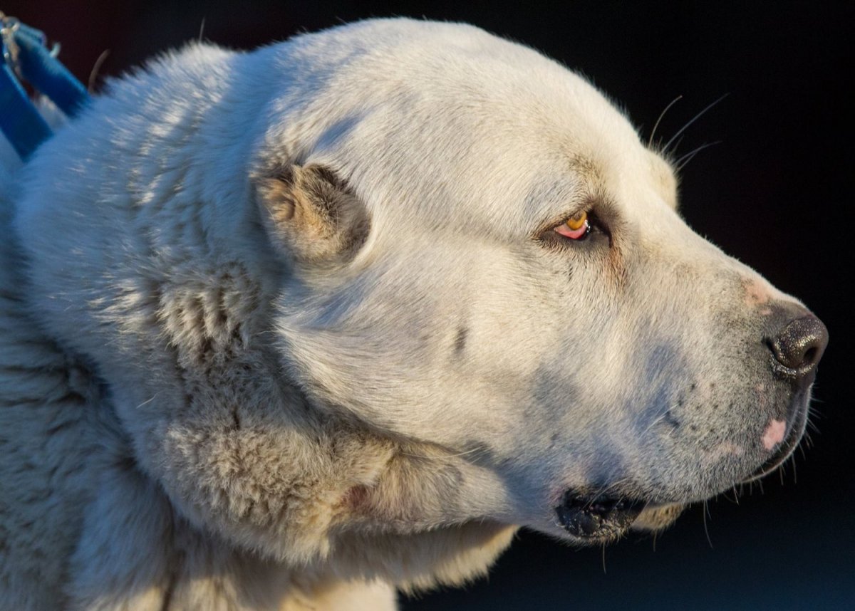Среднеазиатская овчарка алабай