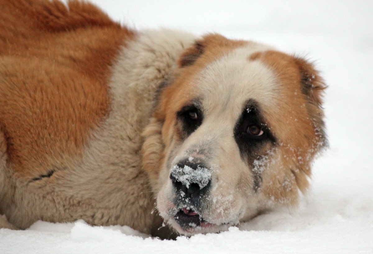 Среднеазиатская овчарка алабай