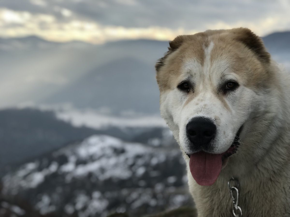 Алабай и дог