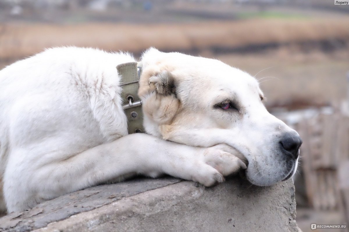 Среднеазиатская овчарка злая