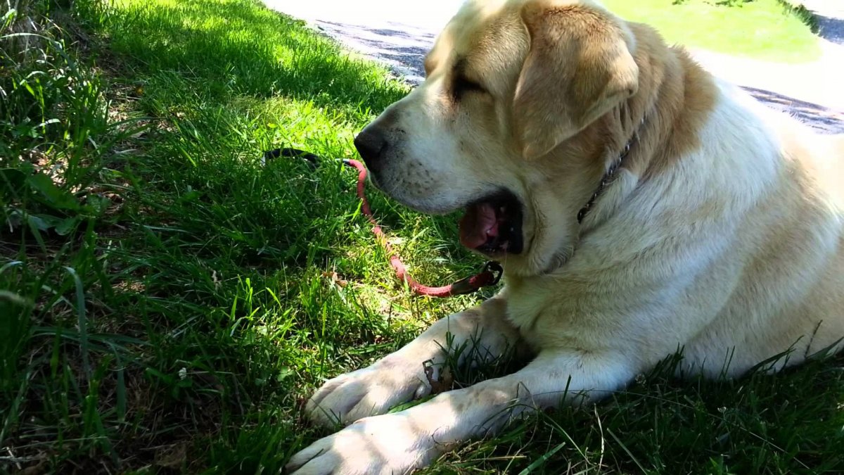 Среднеазиатская овчарка алабай злая