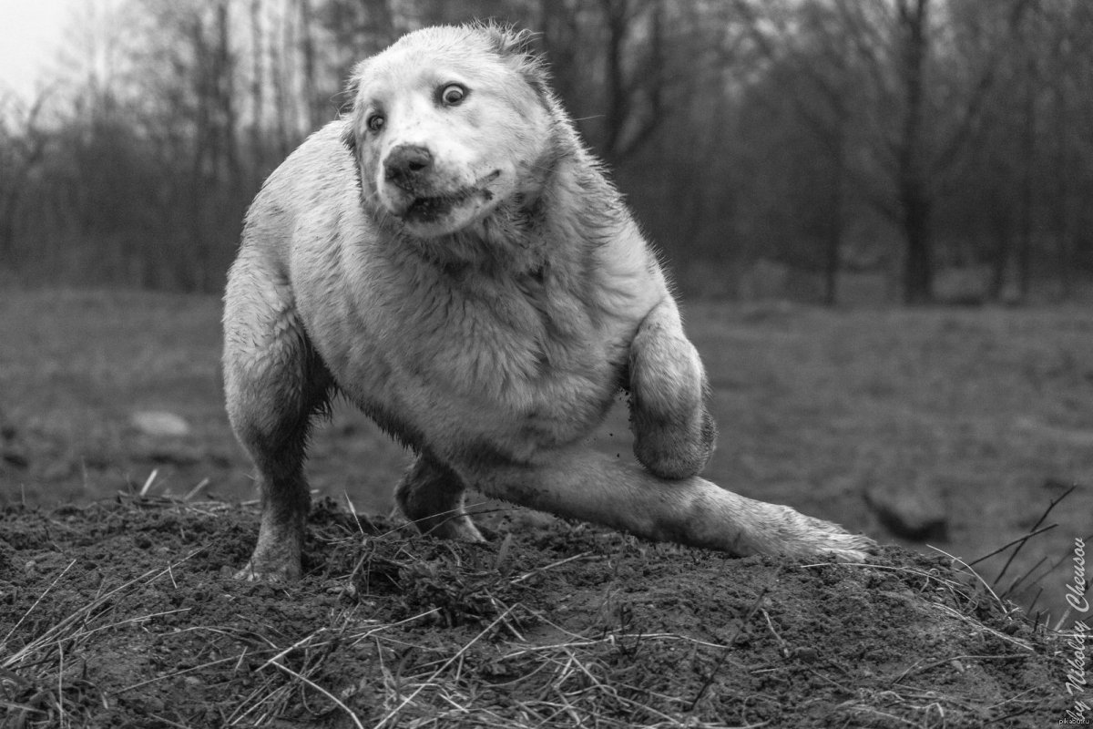 Среднеазиатская овчарка медвежьего типа