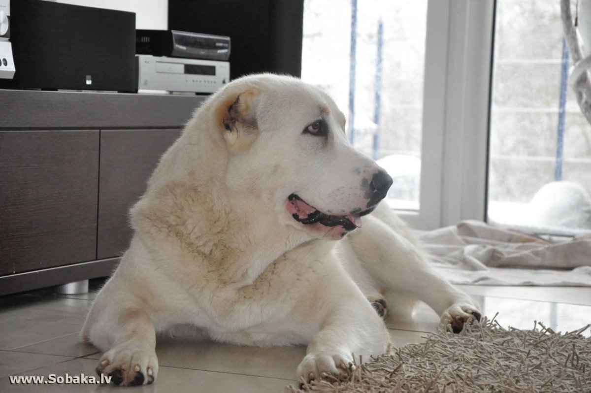 Султан жеримбет алабай