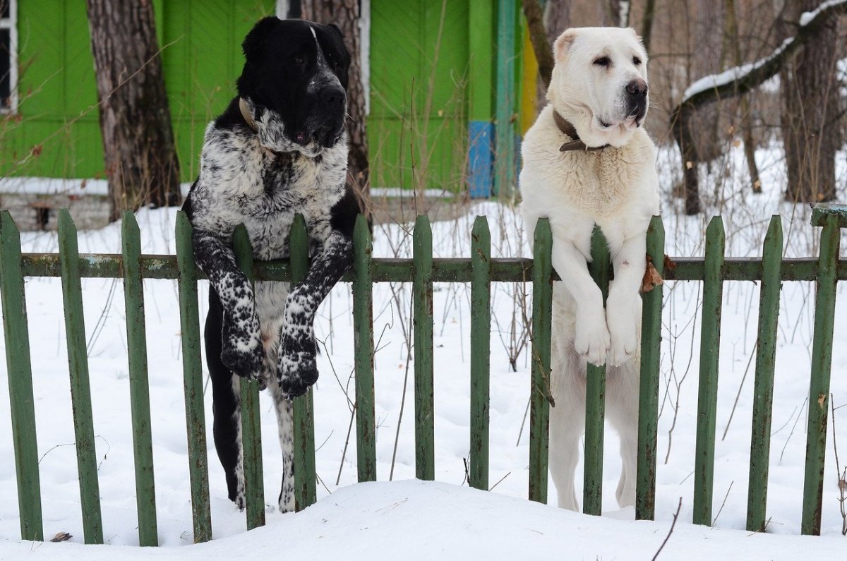 Среднеазиатская овчарка алабай