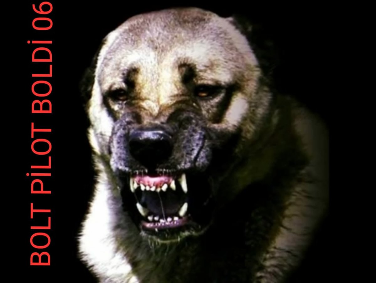 Кавказский алабай