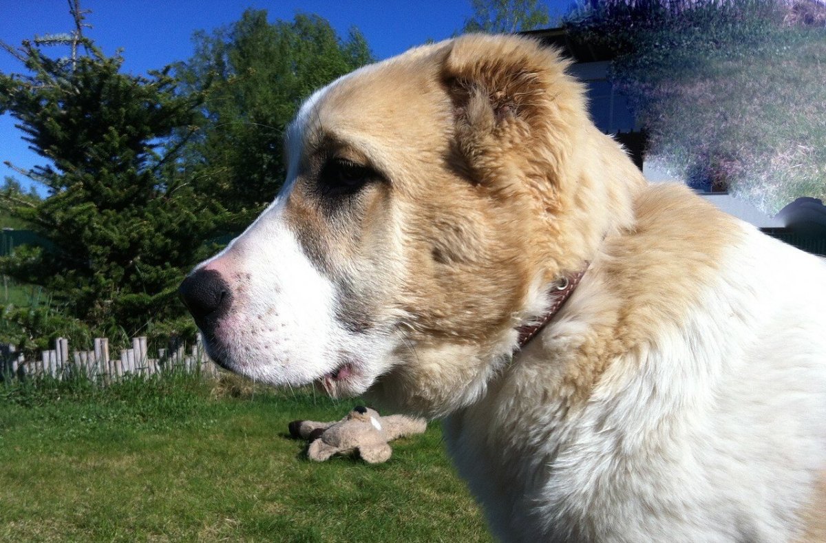 Овчарка алабай злой