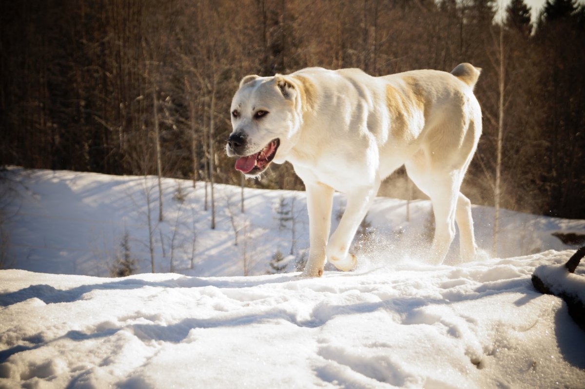 Собака Среднеазиатская овчарка алабай