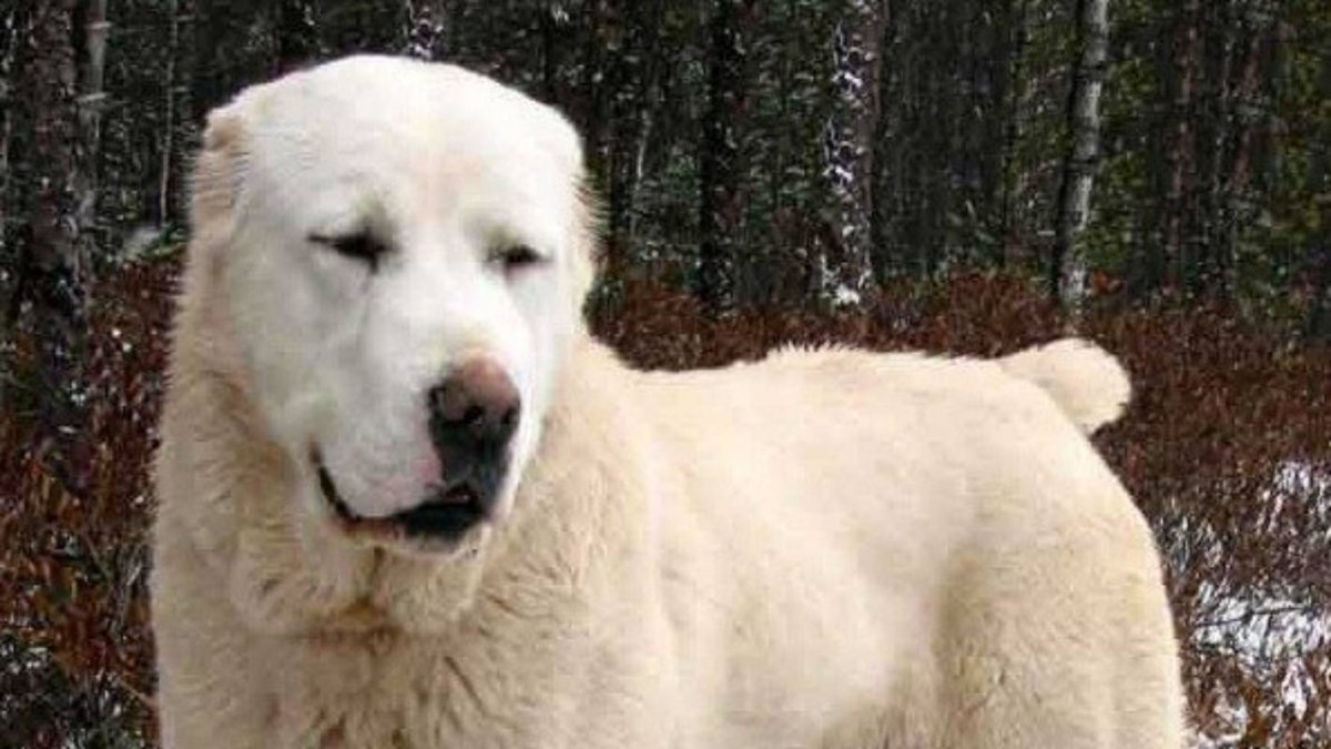 Среднеазиатская овчарка трехцветная