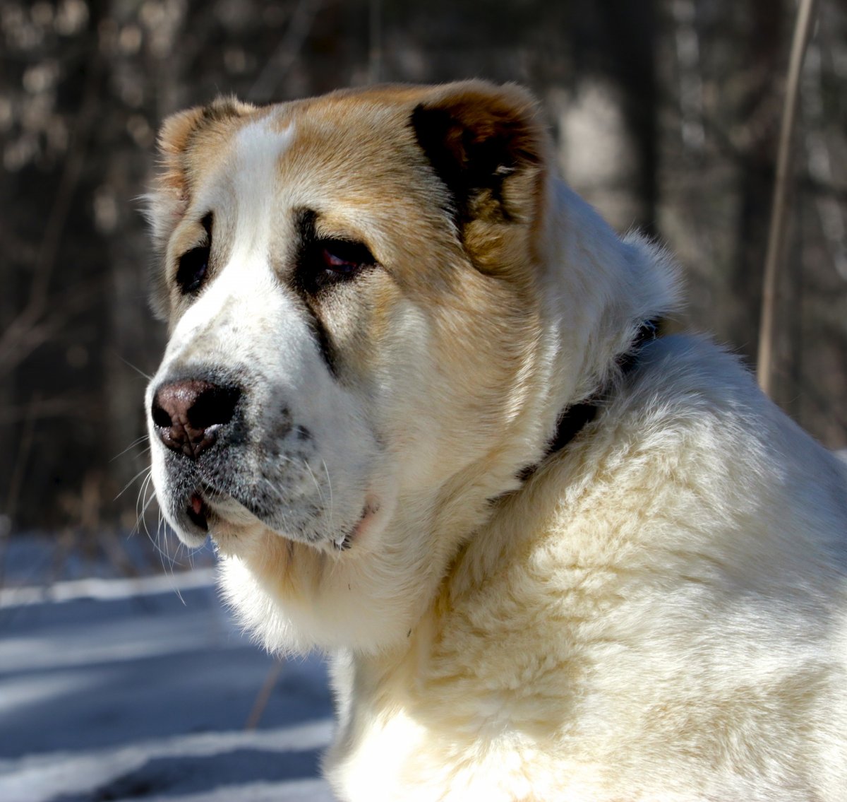 Немецкий алабай