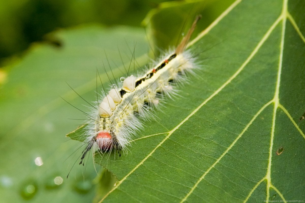 Пушистая гусеница Московская область