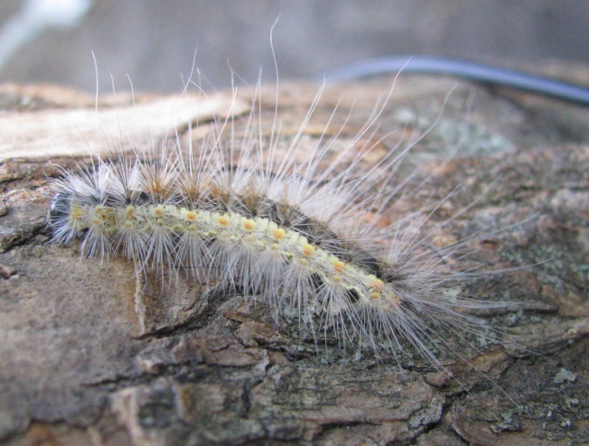 Гусеница Камышовой моли