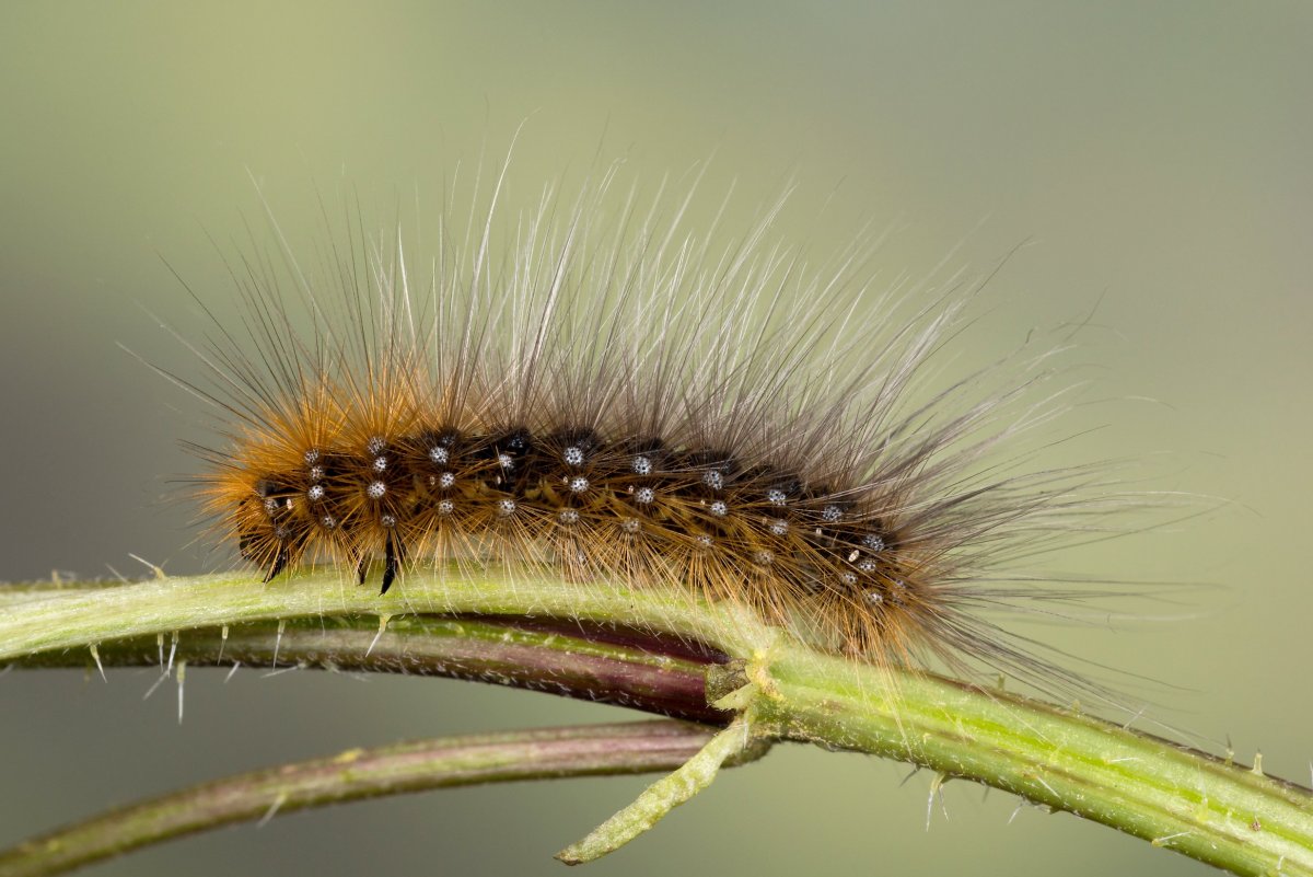 Венесуэльский пуделевый мотылек гусеница