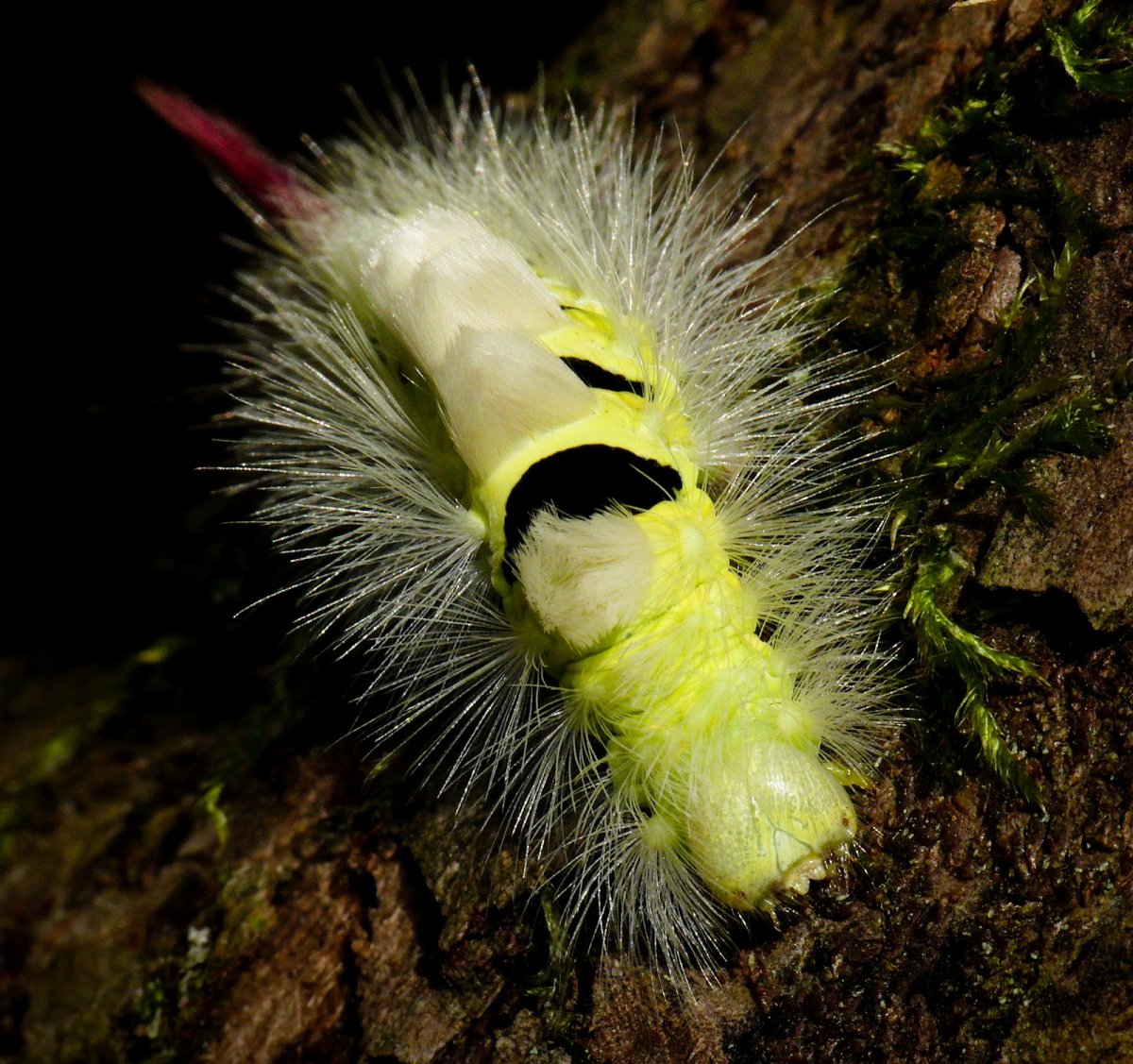 Гусеница мохнатая Лесная